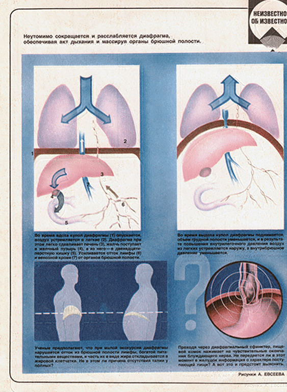 diaframma schema rivista diaframma schema rivista